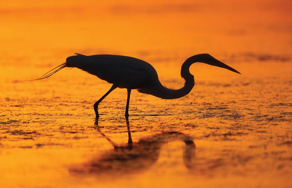 EvenTide Heron